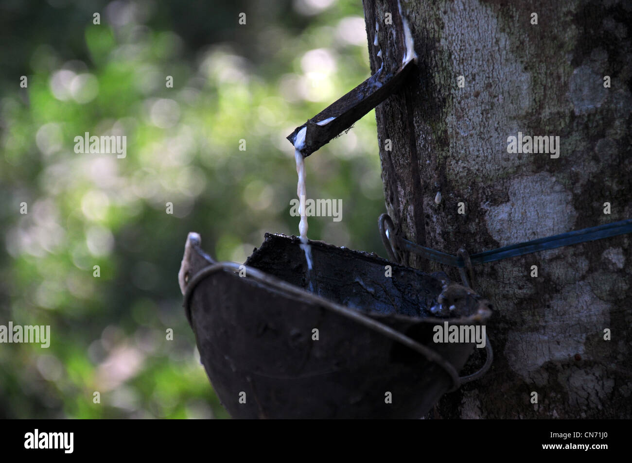 A close up of a rubber tree, source of natural rubber and the milky liquid - latex that oozes from any wound getting collected Stock Photo