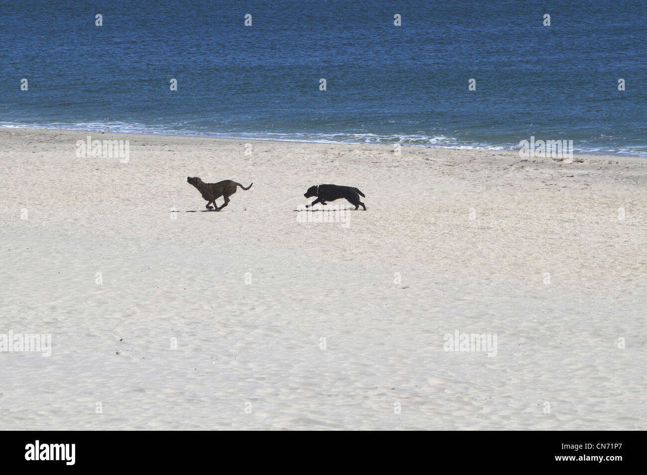 Two dogs running on the beach in long Branch, New Jersey, USA Stock Photo