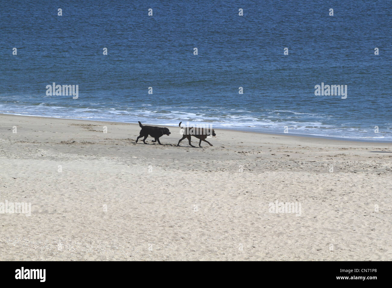 Two dogs walking on the beach in long Branch, New Jersey, USA Stock Photo