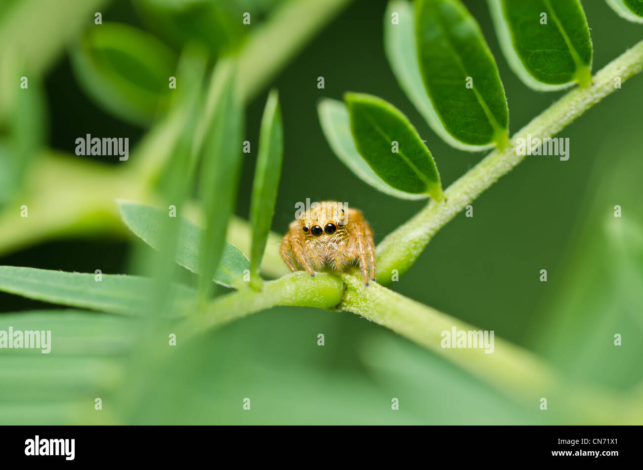 jumping spider in green nature or in the garden Stock Photo - Alamy
