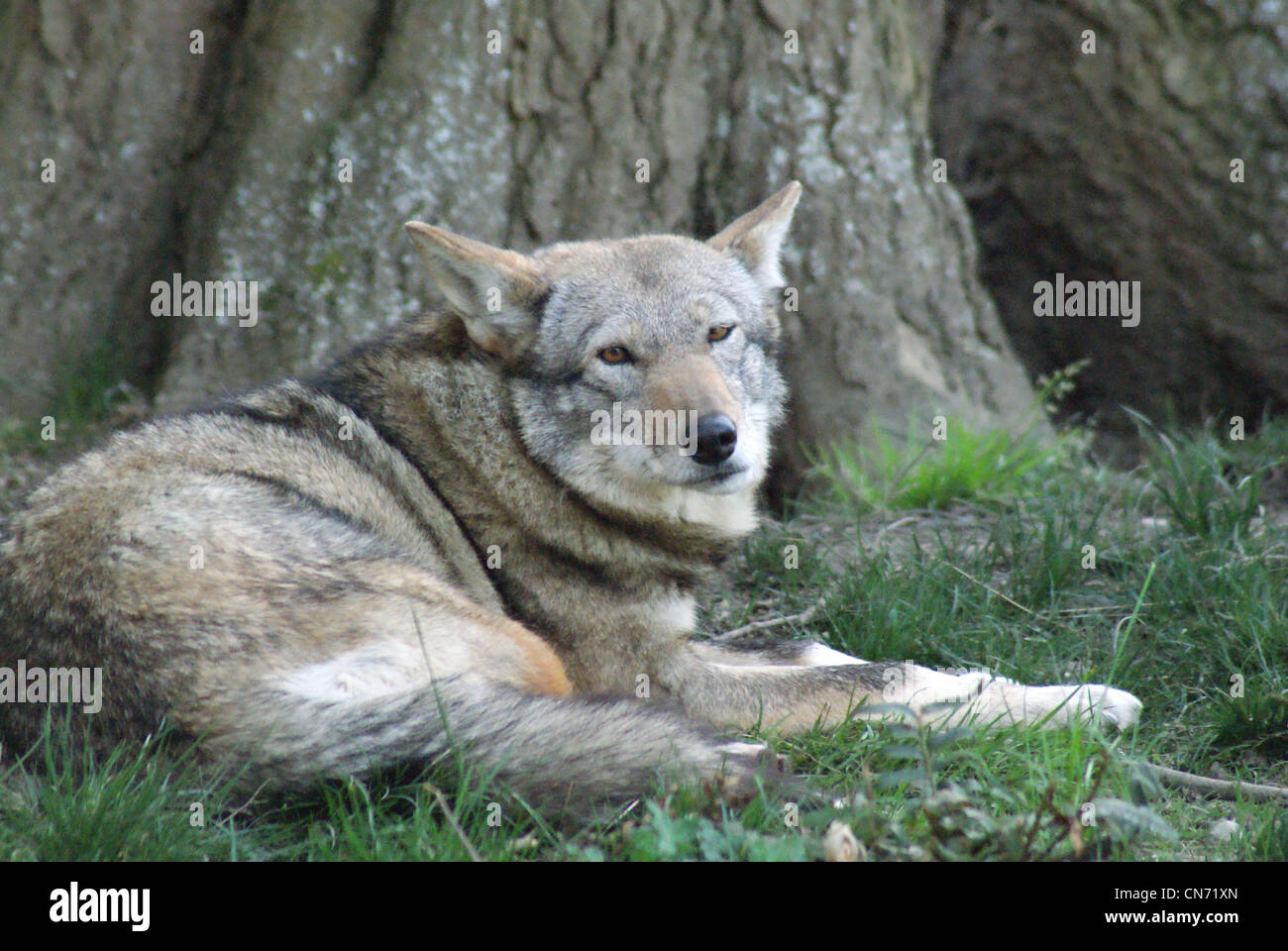 Red wolf laying down. Stock Photo