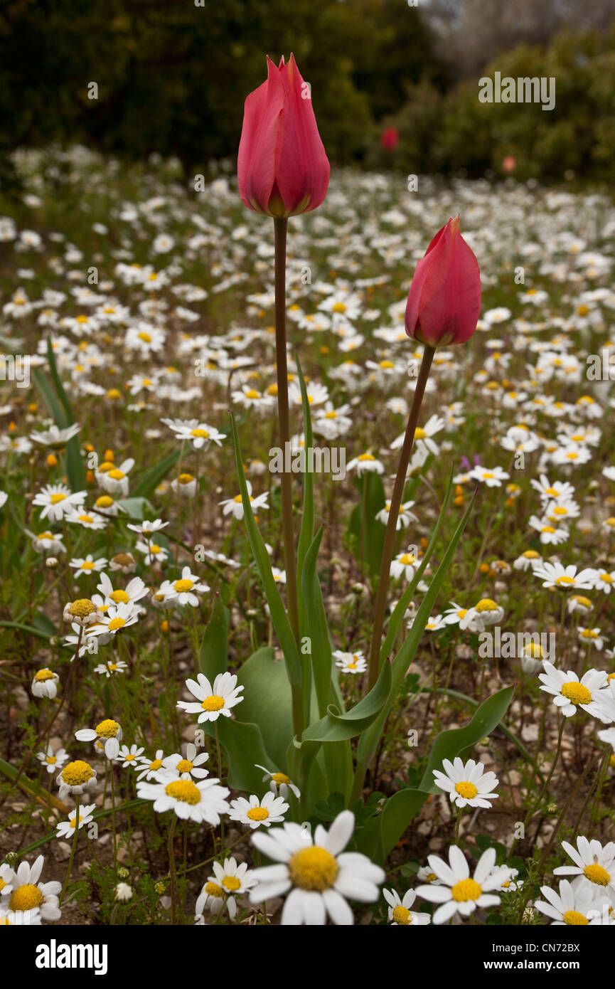Wild Tulips, Tulipa praecox in flowery field, Chios, Greece Stock Photo