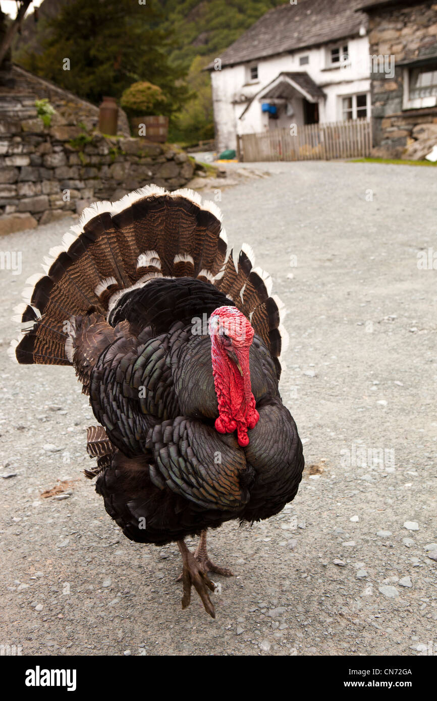 Bronze turkey farm in hires stock photography and images Alamy