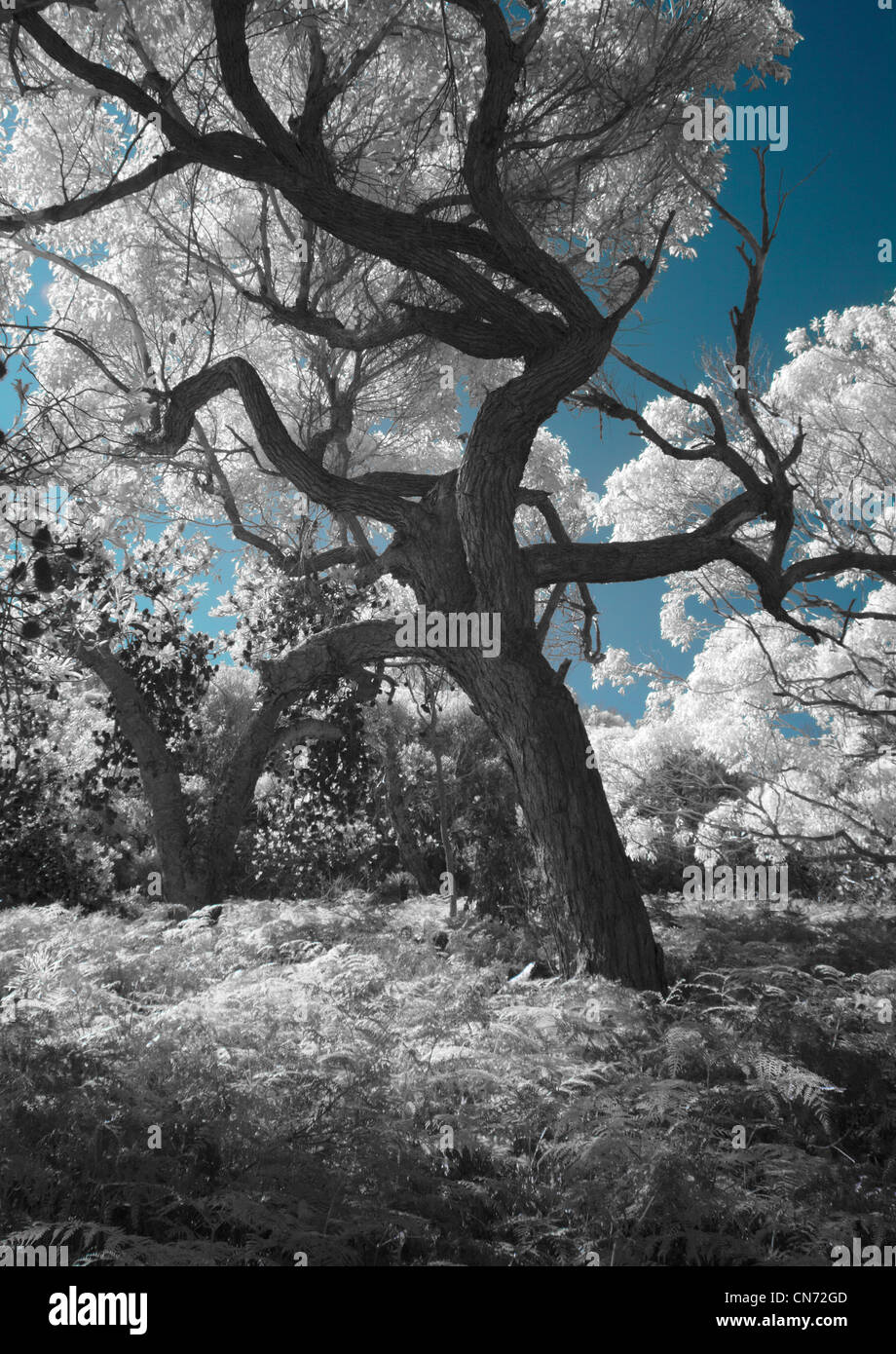 Coastal Environment of tree and bracken fern South Coast Australia - infrared image Stock Photo