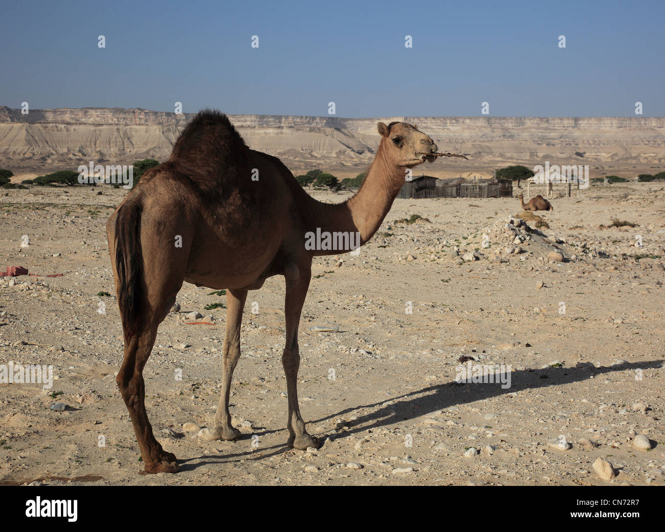 Kamel in der Wüste, Oman Stock Photo