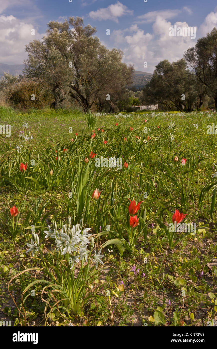 Wild Tulips, Tulipa agenensis, and Ornithogalum nutans among olives in spring, Chios, Greece. Stock Photo