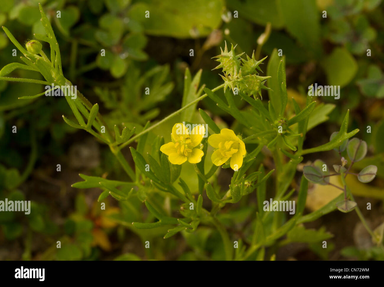 Corn Buttercup, Ranunculus arvensis, flower and fruit, in arable field. Rare and decreasing arable weed. Stock Photo