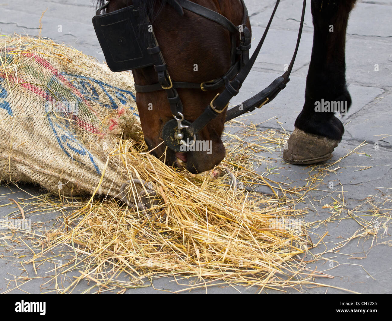 horse eating pasture from the bag on the street Stock Photo