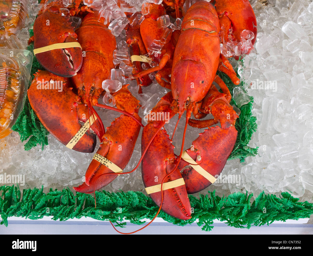 cooked lobster for sale Stock Photo Alamy