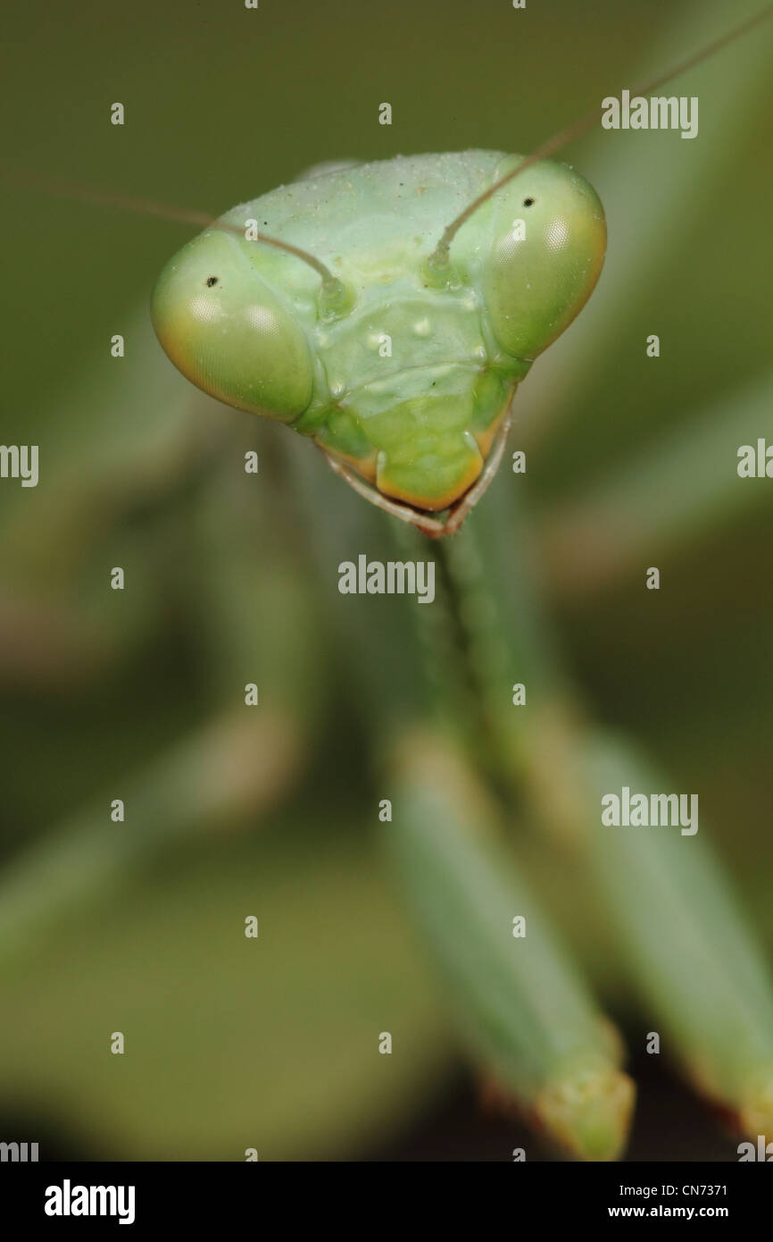 portrait of an insect, a mantis Stock Photo - Alamy