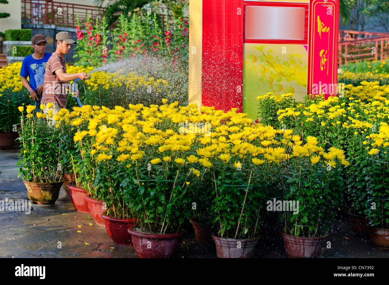 Yellow Chrysanthemums For Sale on The Road Side During the Tet Festival, Hoi An, Vietnam Stock Photo