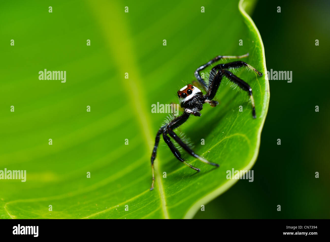 Jumping spider in garden hi res stock photography and images