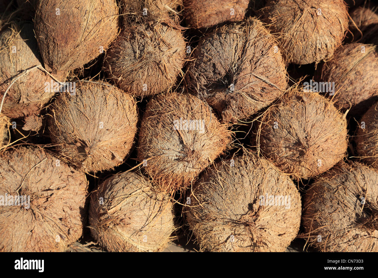 Kokosnüsse an einem Marktstand im Oman Stock Photo