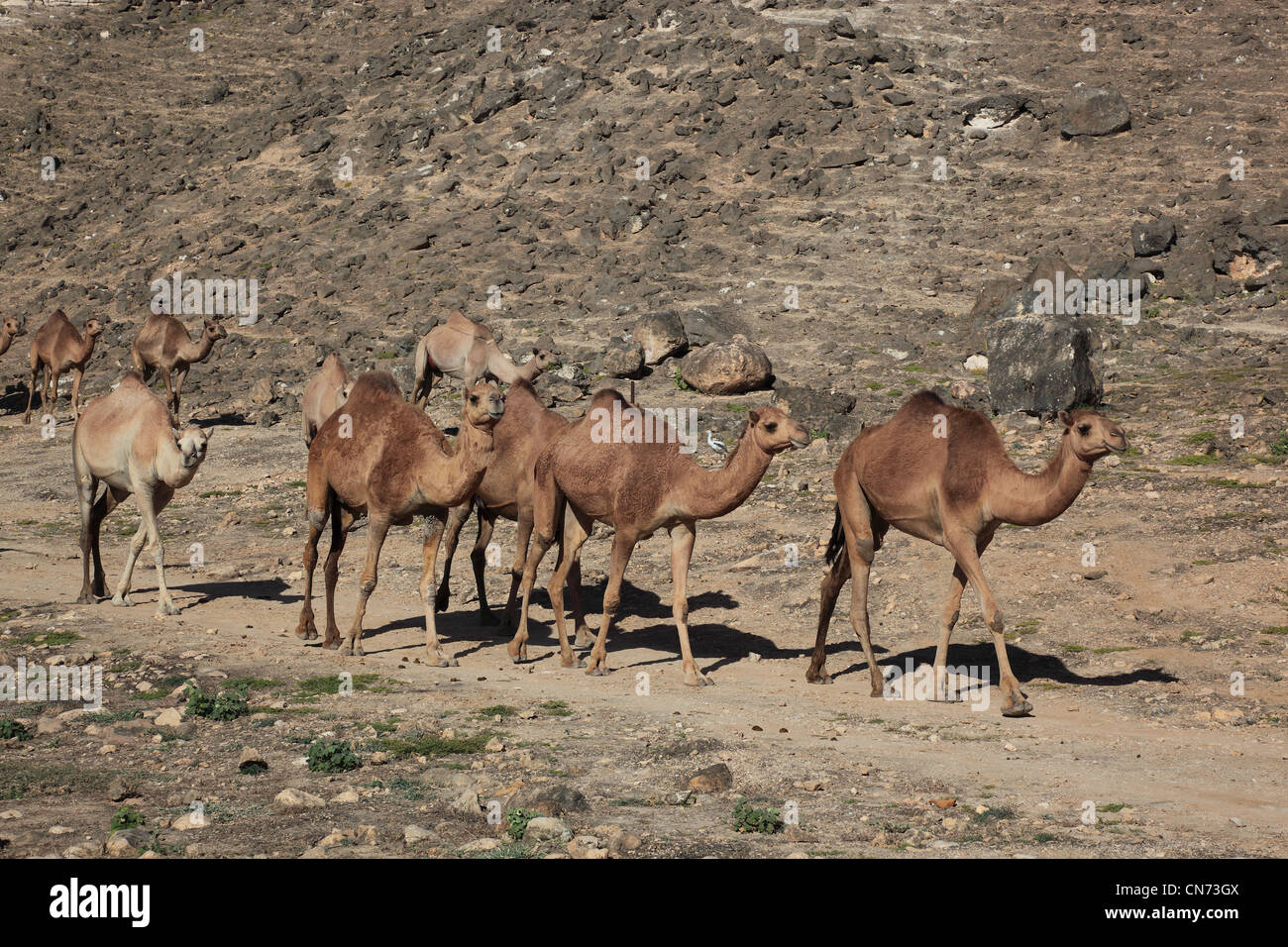 Kamelherde im Dhofargebiet, Jabal al Qamar, Südlicher Oman Stock Photo