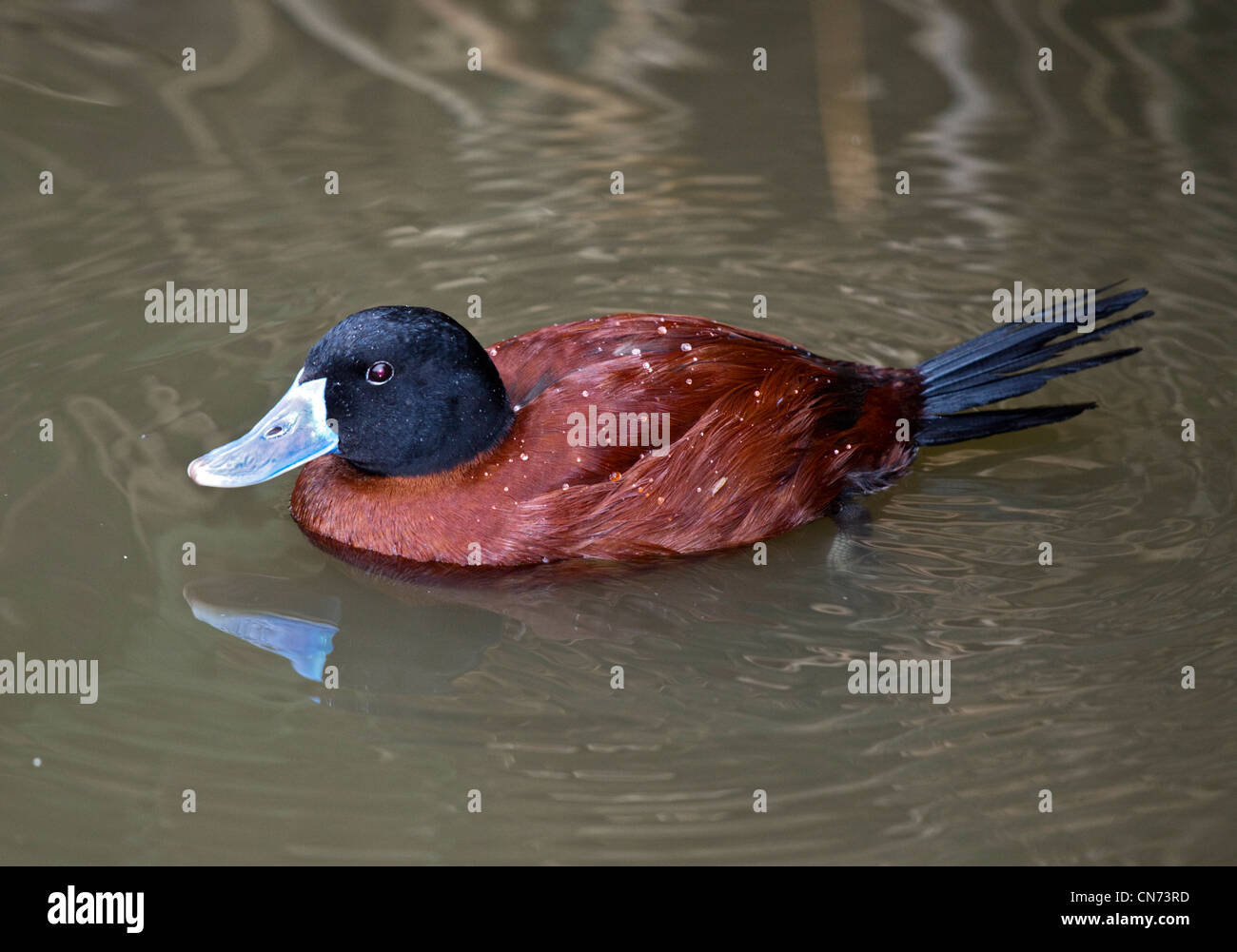 Argentine ruddy duck hires stock photography and images Alamy