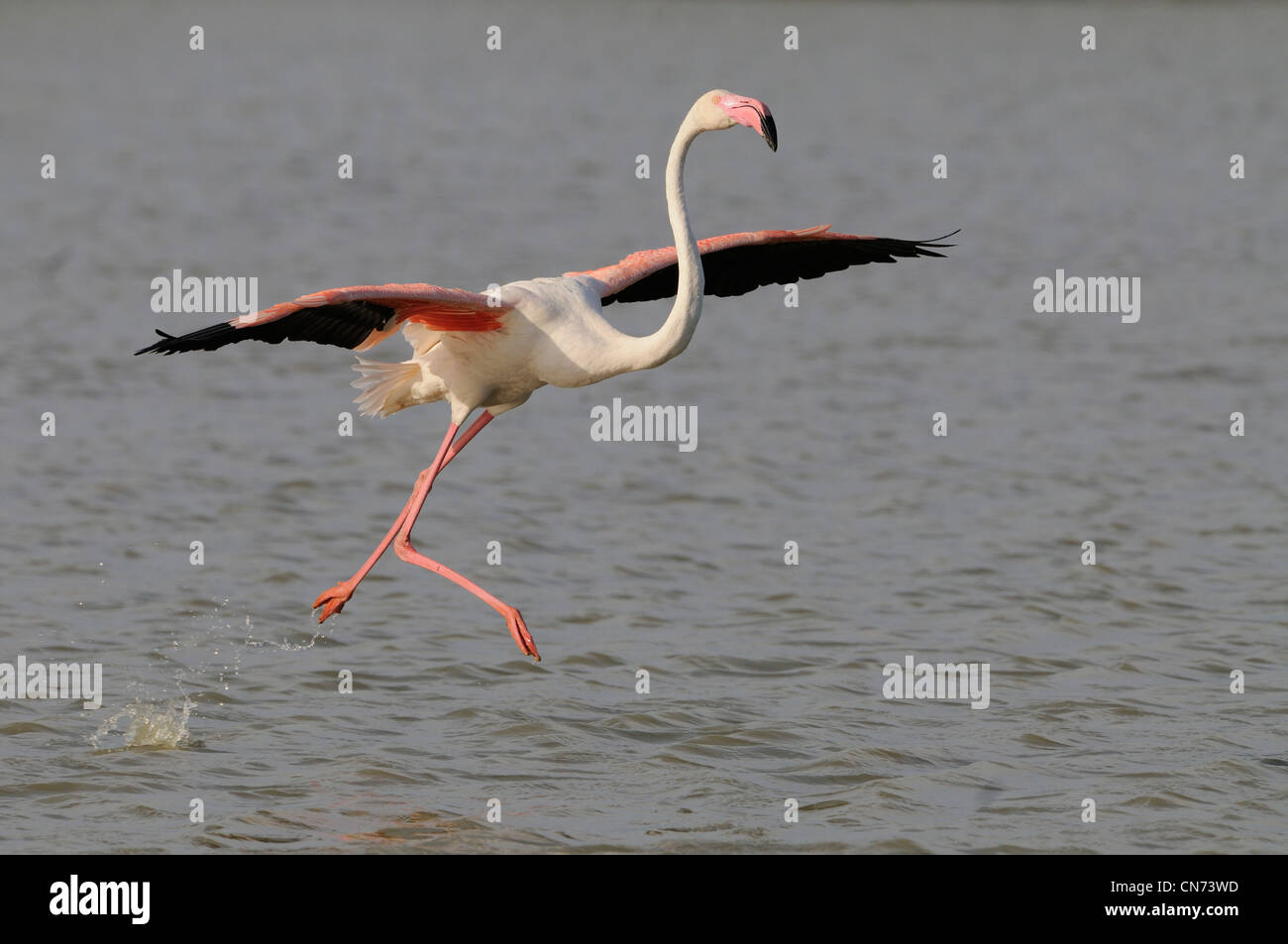 Greater Flamingo Phoenicopterus ruber Landing Photographed in the Camargue, France Stock Photo