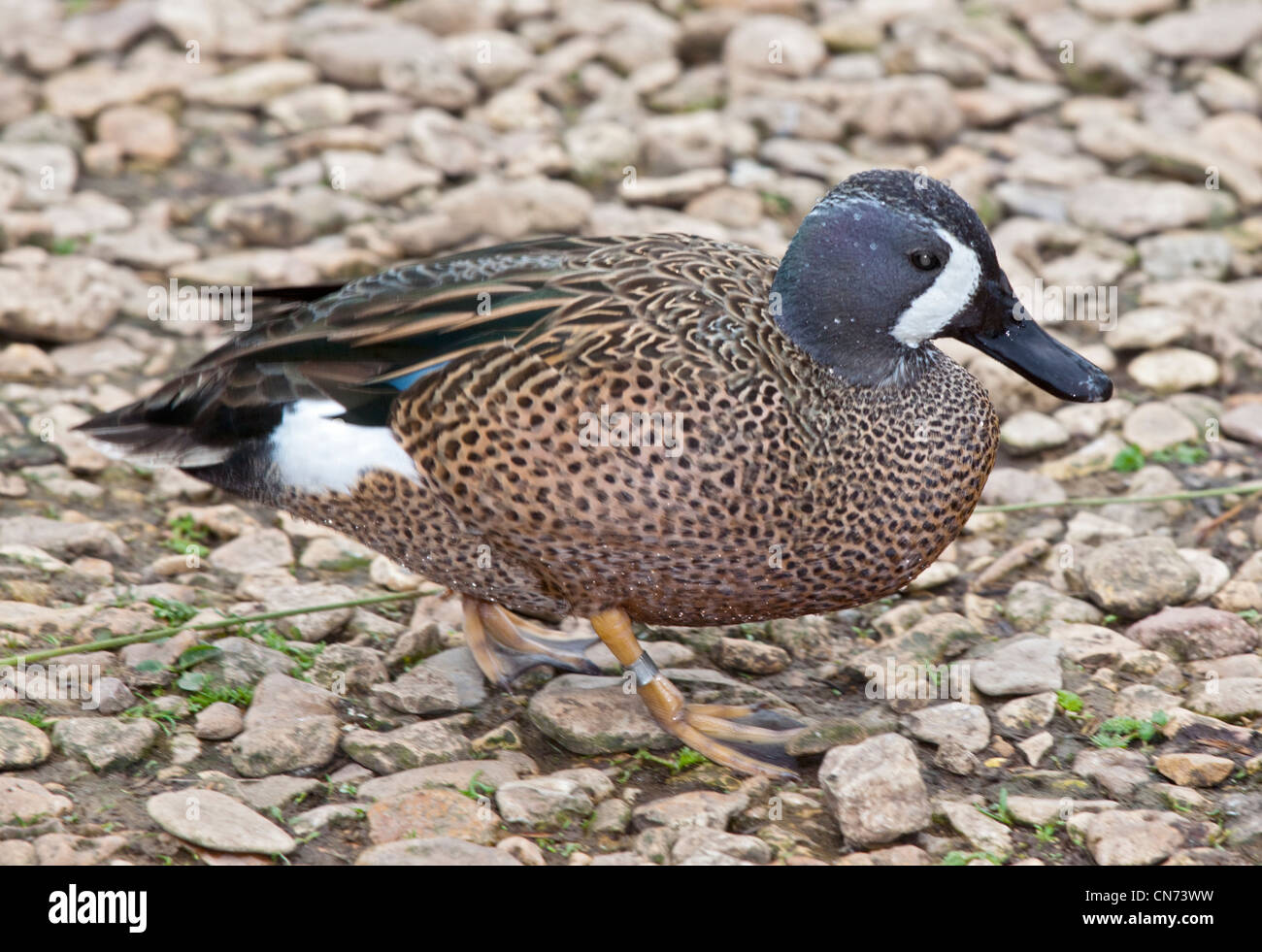The blue winged teal hires stock photography and images Alamy