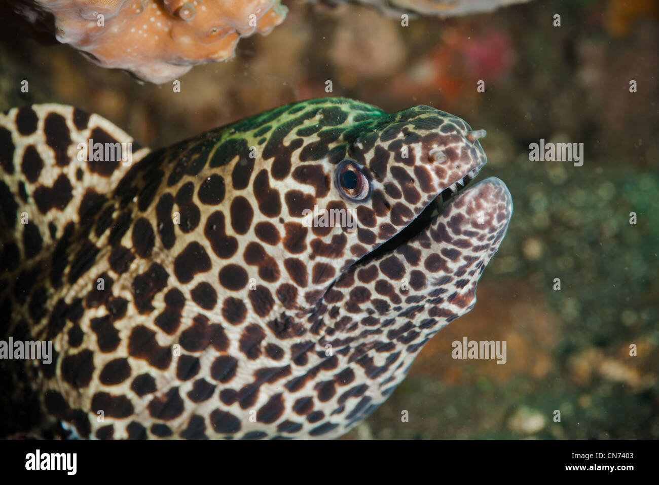 Close-up of a Honeycomb Moray Eel at Bali, Indonesia Stock Photo