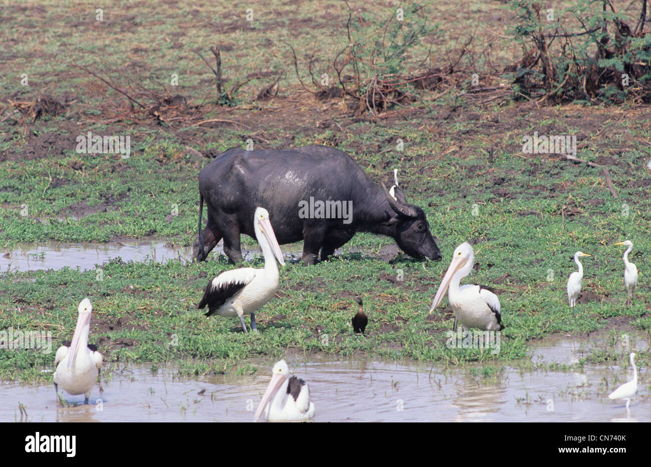 Water Buffalo Bubalis bubalis A feral introduced species in northern