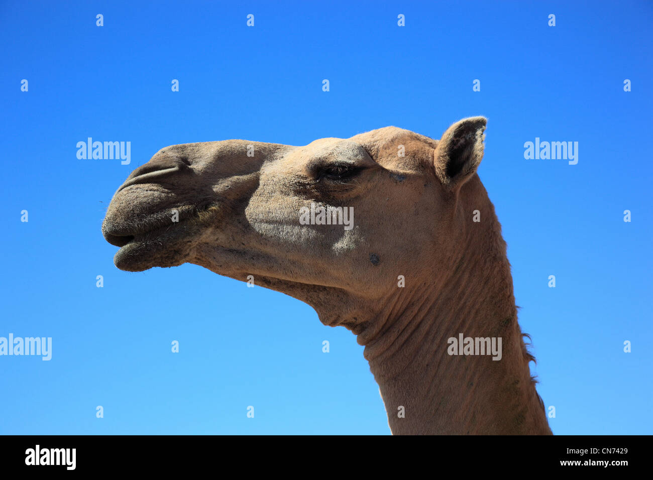 Kamele, Oman Stock Photo