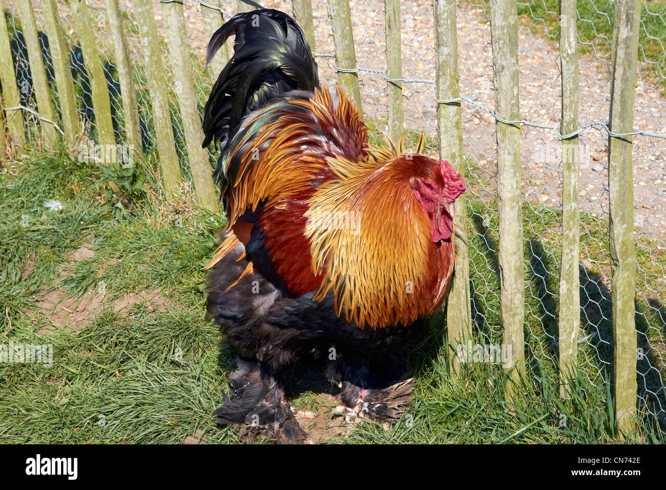 Buff Brahma Rooster - a large but gentle chicken breed suitable for  backyard or smallholding Stock Photo - Alamy