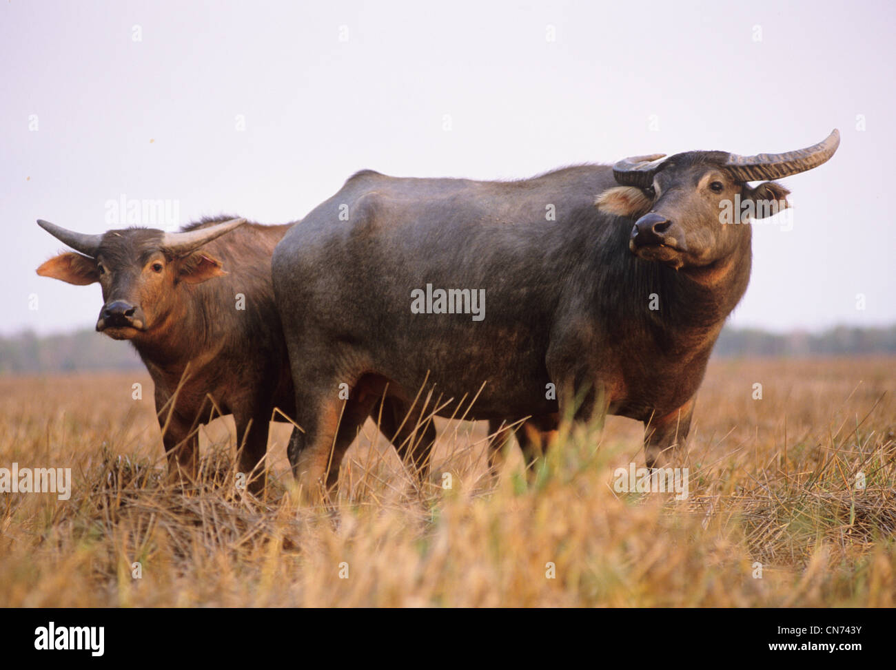 Water Buffalo Bubalis bubalis A feral introduced species in northern