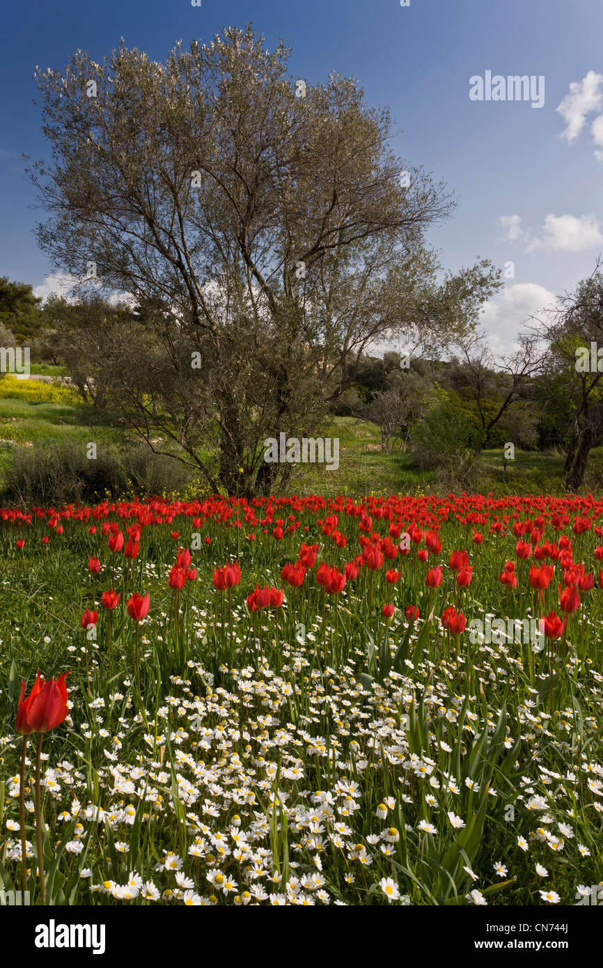 Wild Tulips, Tulipa praecox and Mayweed in ploughed field among olive groves, near Tholopotami, Chios, Greece Stock Photo