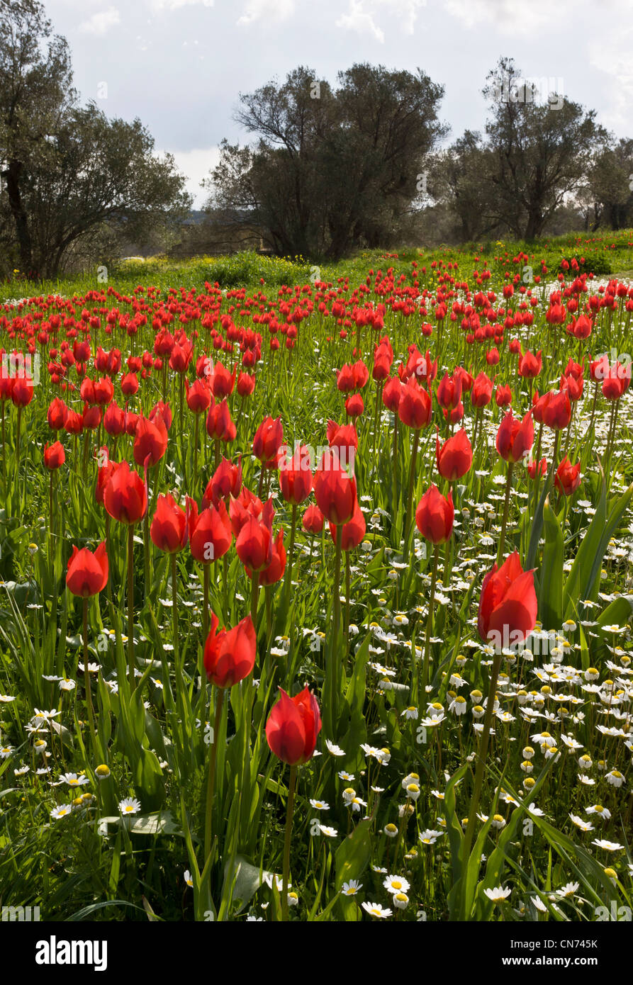 Wild Tulips, Tulipa praecox and Mayweed in ploughed field among olive groves, near Tholopotami, Chios, Greece Stock Photo