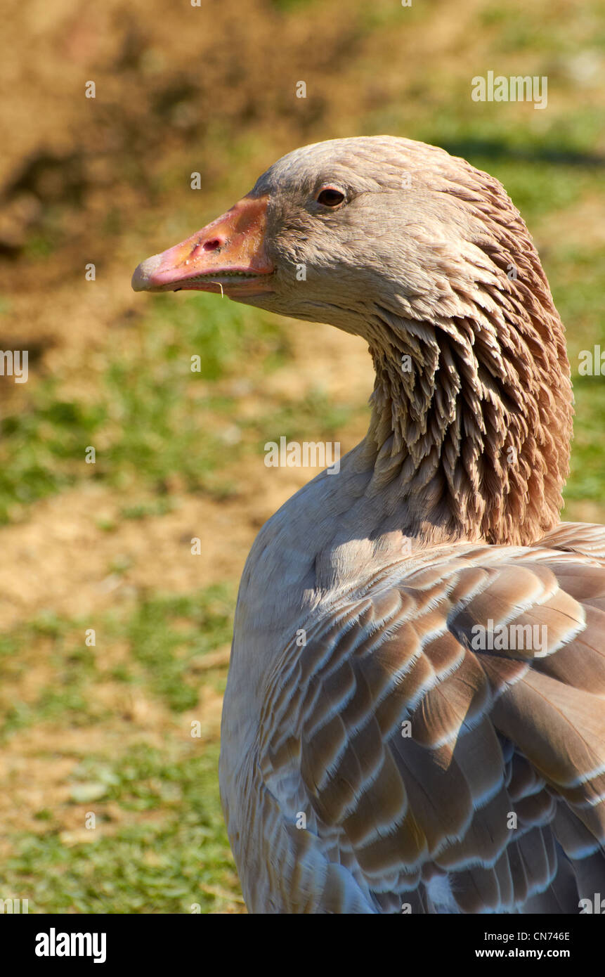 Head and shoulders of a domestic utility buff goose. A common meat goose  similar to the Brecon Buff but with an orange beak Stock Photo - Alamy