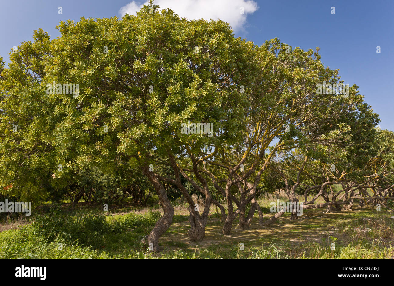 Mastic trees, Pistacia lentiscus var chia in cultivation on the greek island of Chios, Greece. Stock Photo