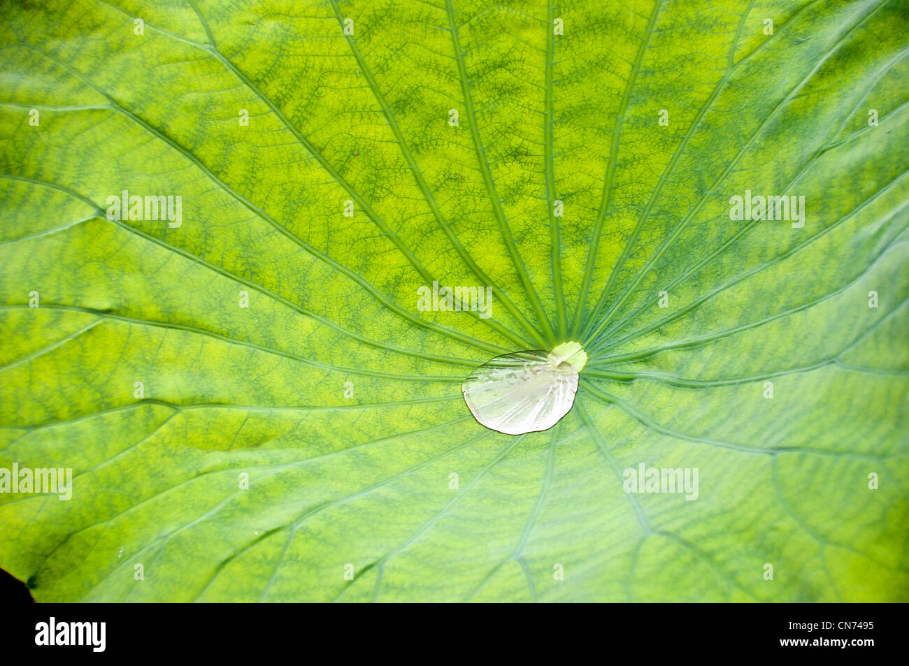 Droplet in a green lotus leaf flower Stock Photo