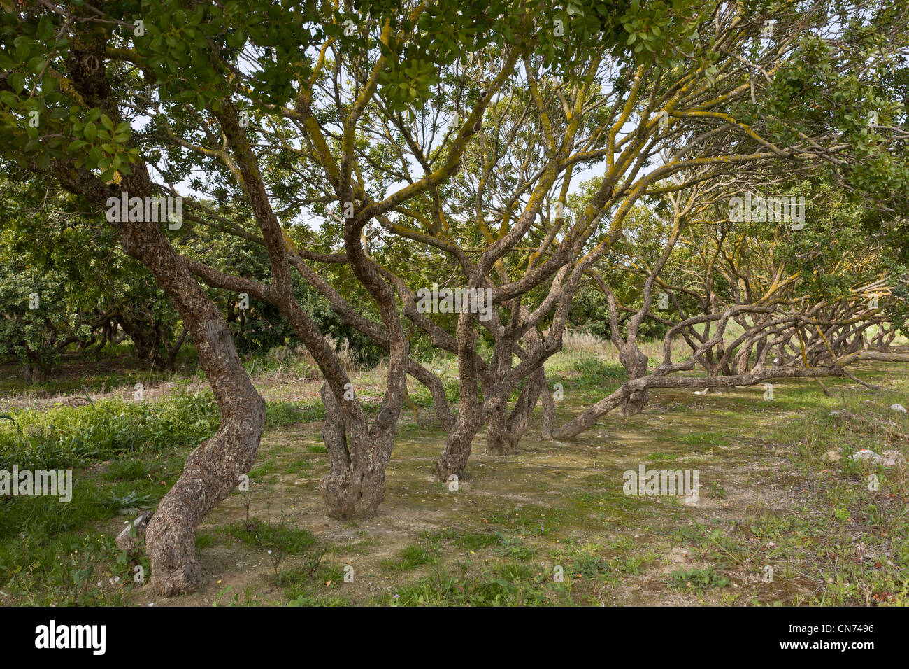 Mastic trees, Pistacia lentiscus var chia in cultivation on the greek island of Chios, Greece. Stock Photo