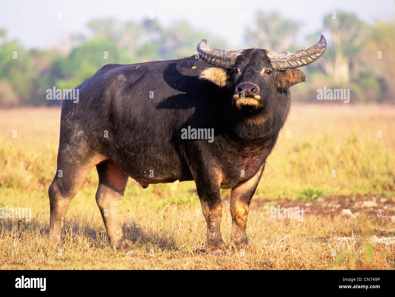 til stede via foder Water Buffalo Bubalis bubalis A feral introduced species in northern  Australia Photographed at the Mary River, NT, Australia Stock Photo - Alamy