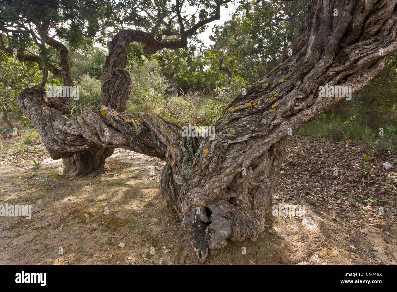 Ancient Mastic trees, Pistacia lentiscus var chia in cultivation on the greek island of Chios, Greece. Stock Photo