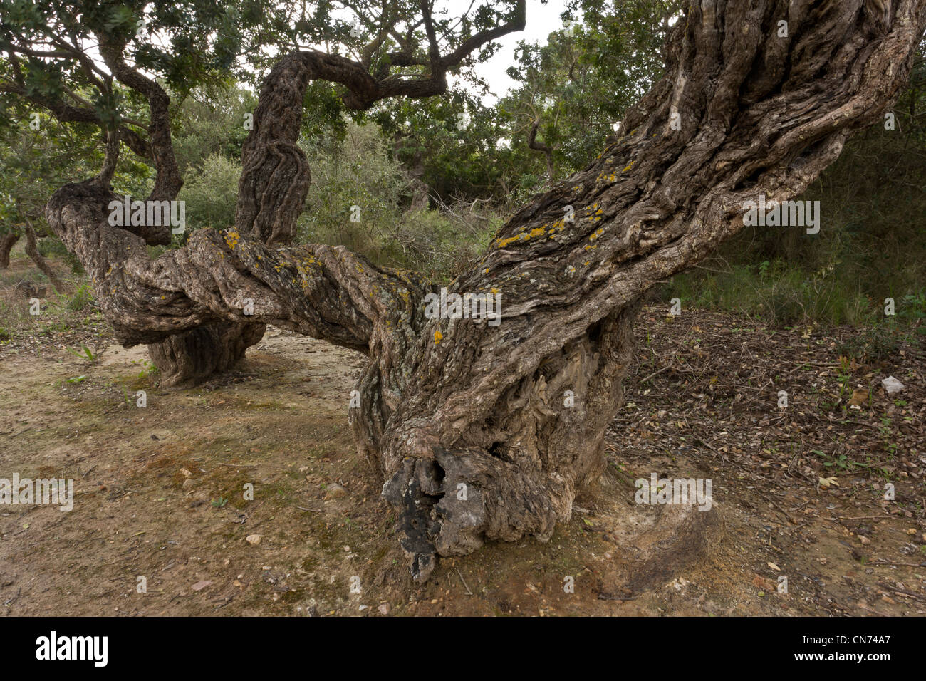 Ancient Mastic trees, Pistacia lentiscus var chia in cultivation on the greek island of Chios, Greece. Stock Photo