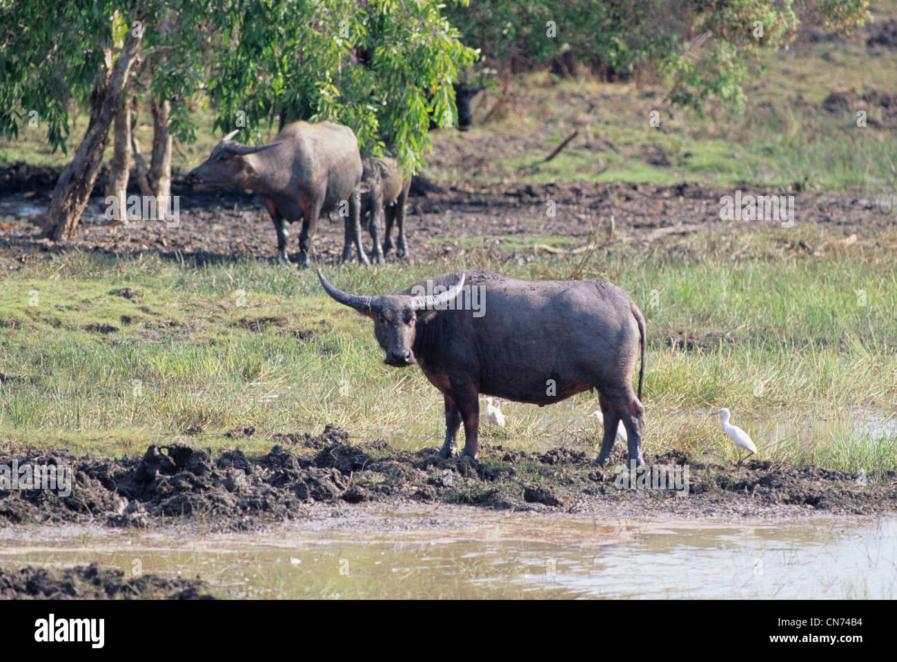 Water buffalo in australia hires stock photography and images Alamy