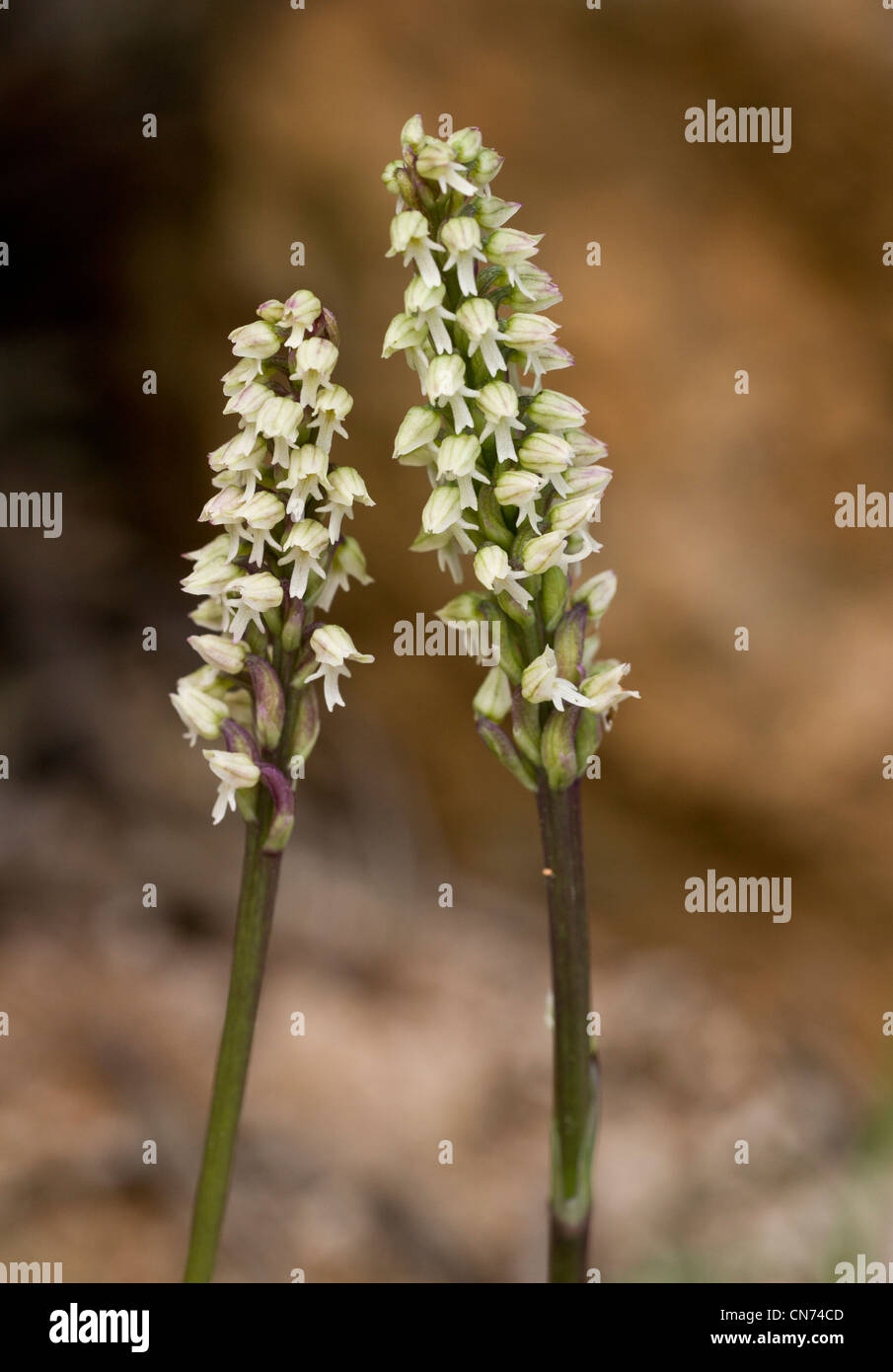 Dense-flowered Orchid Orchis intacta = Neotinea maculata. Greece; very rare in UK. Stock Photo