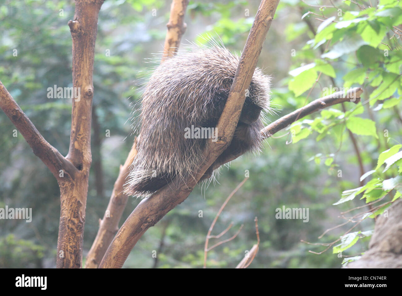 American Porcupine in tree Stock Photo