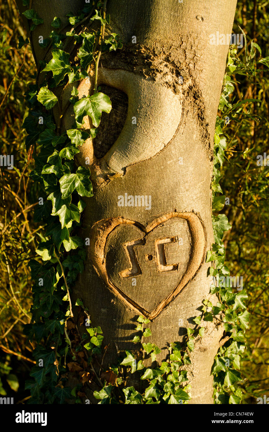 Heart with the initials S and C carved into a tree trunk, UK Stock Photo
