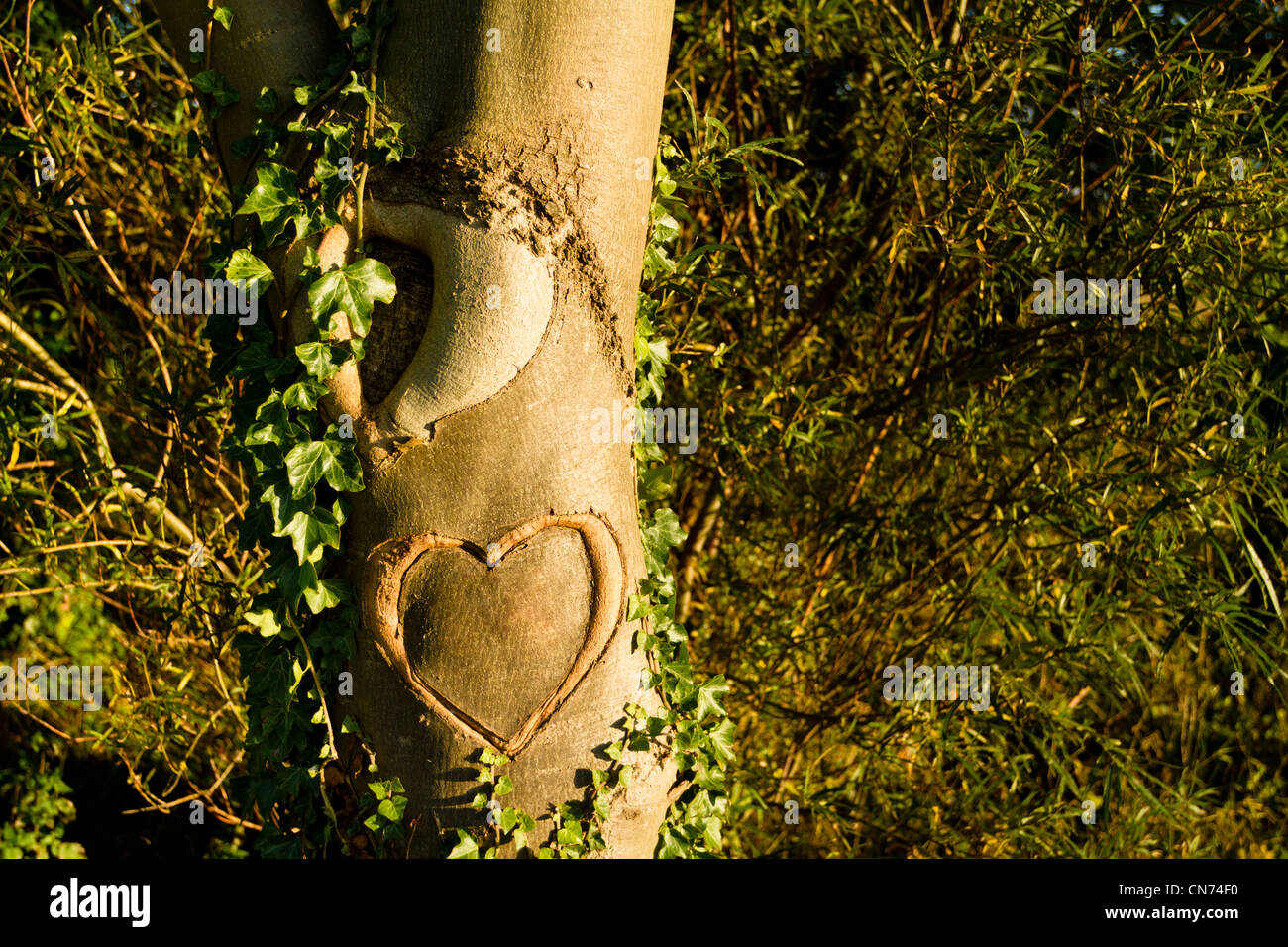 Heart carved into a tree trunk Stock Photo