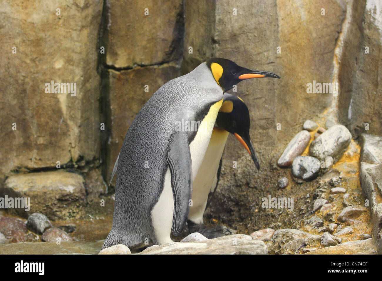 Two King Penguins at the Biodome in Montreal Stock Photo