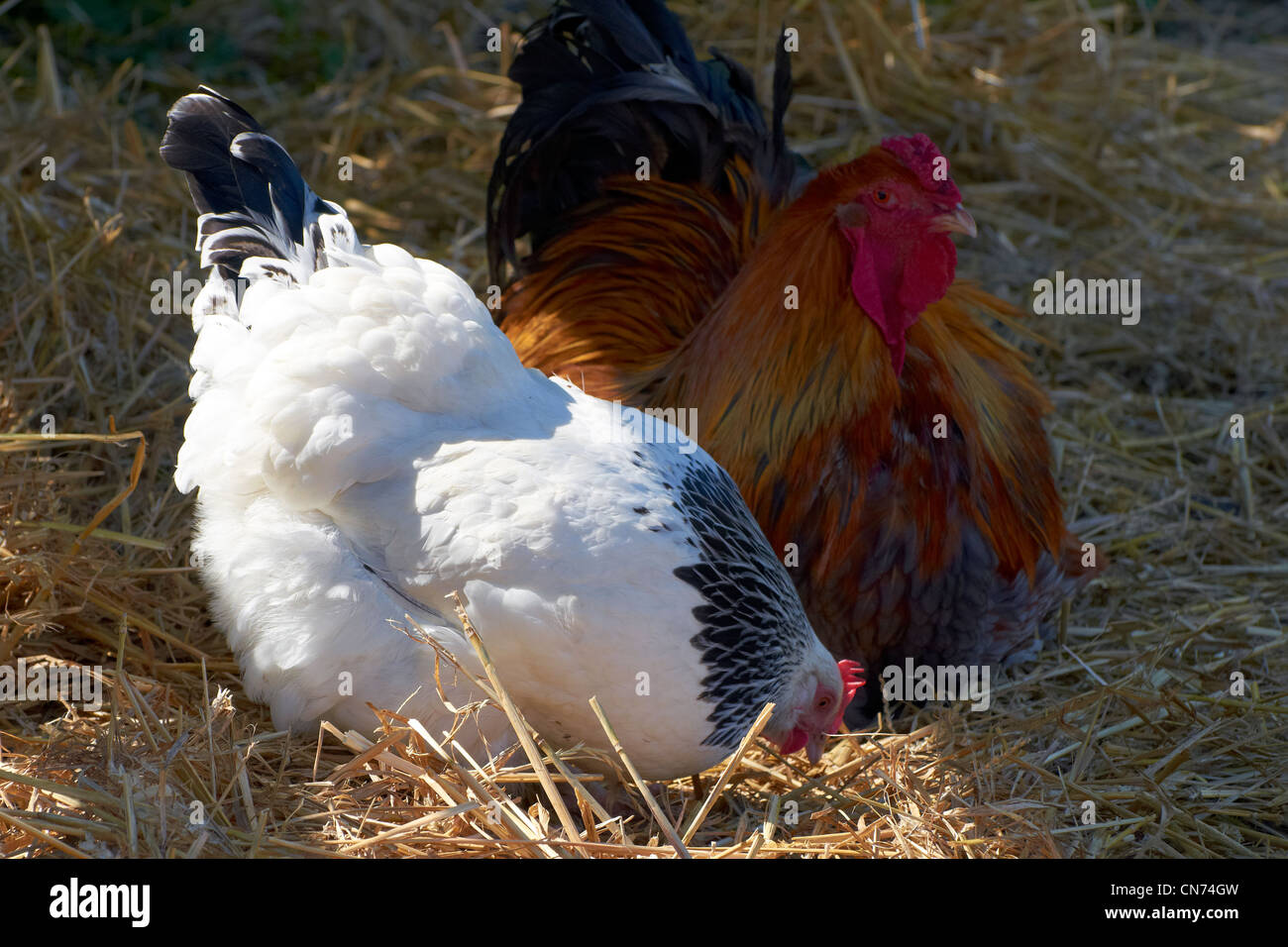 Speckled Sussex hen and red Sussex rooster or cockerel Stock Photo
