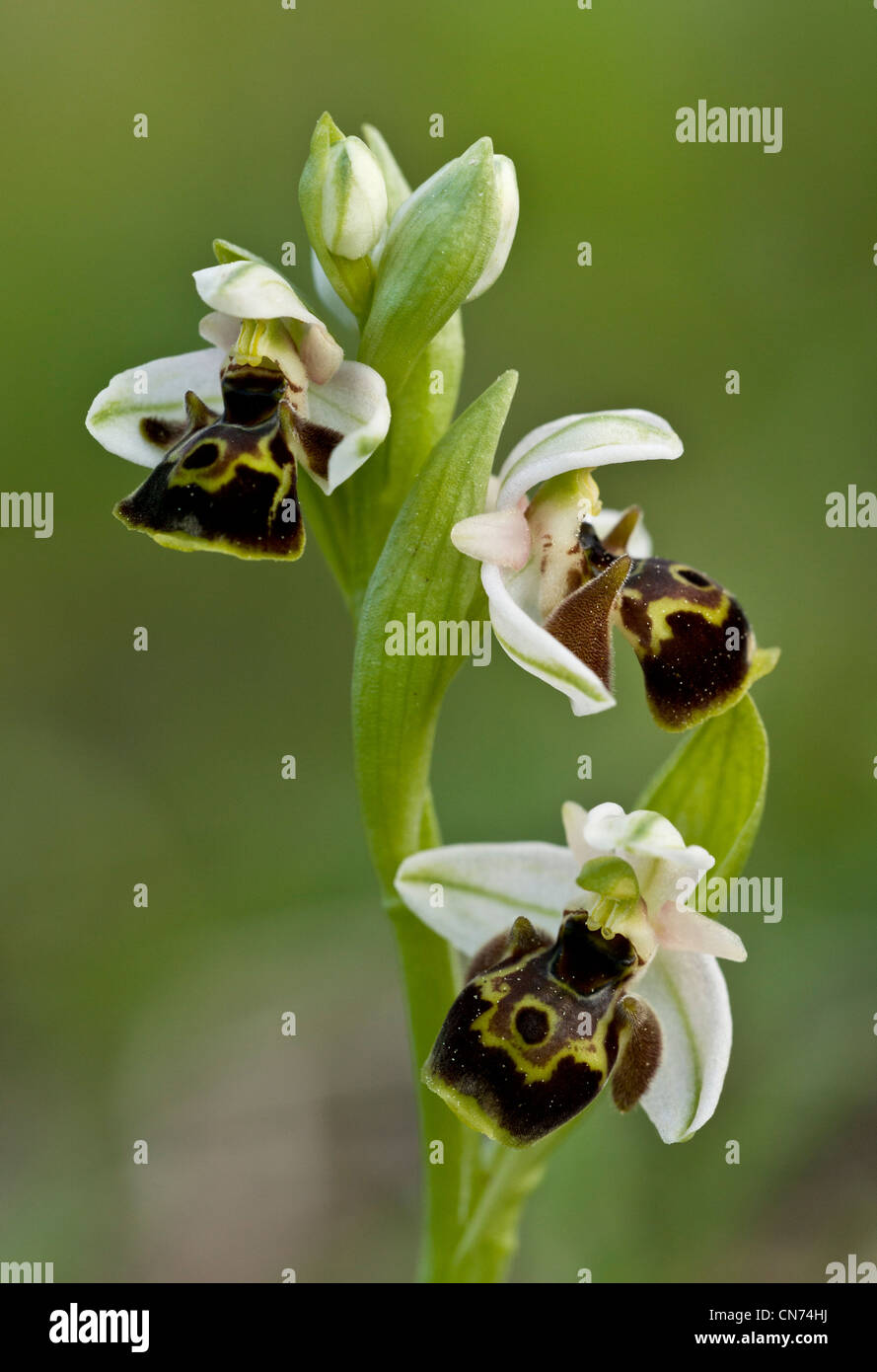 An orchid, Ophrys umbilicata; chios, Greece. Stock Photo