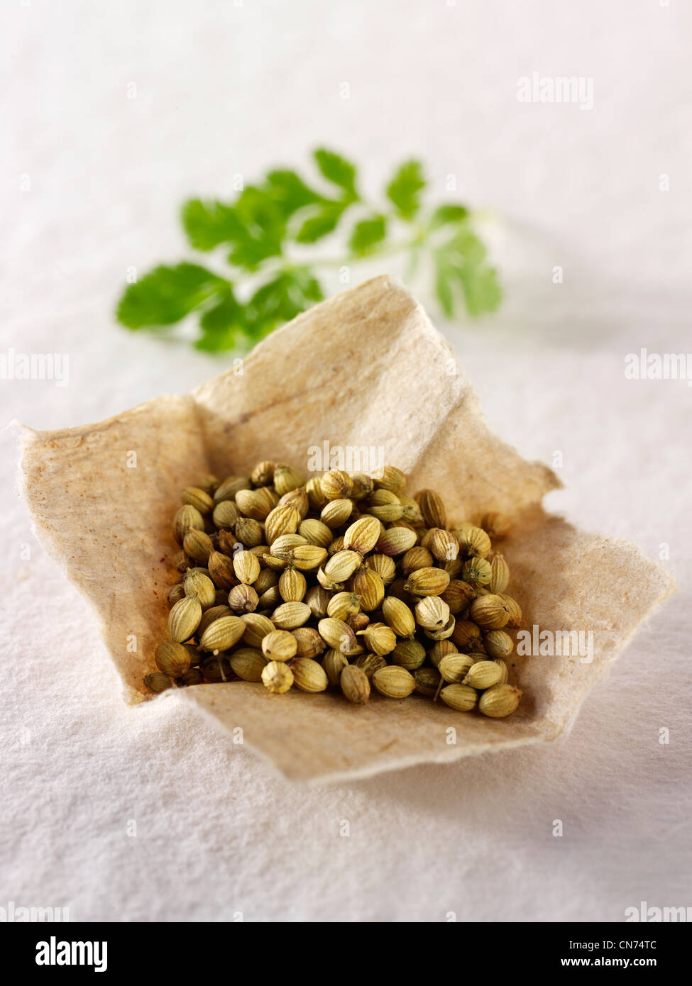 Corinader seeds & coriander leaves composed arrangement Stock Photo