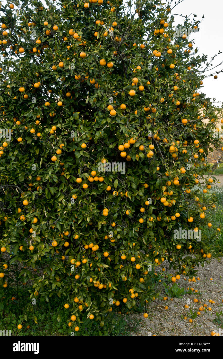 Mandarin or mandarine orange tree, Citrus reticulata in cultivation, Chios. Greece Stock Photo