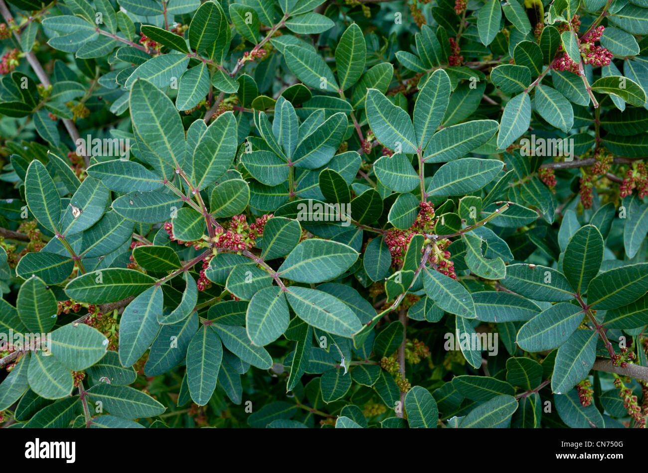 Mastic tree flowers, Pistacia lentiscus var chia in cultivation on the greek island of Chios, Greece. Stock Photo