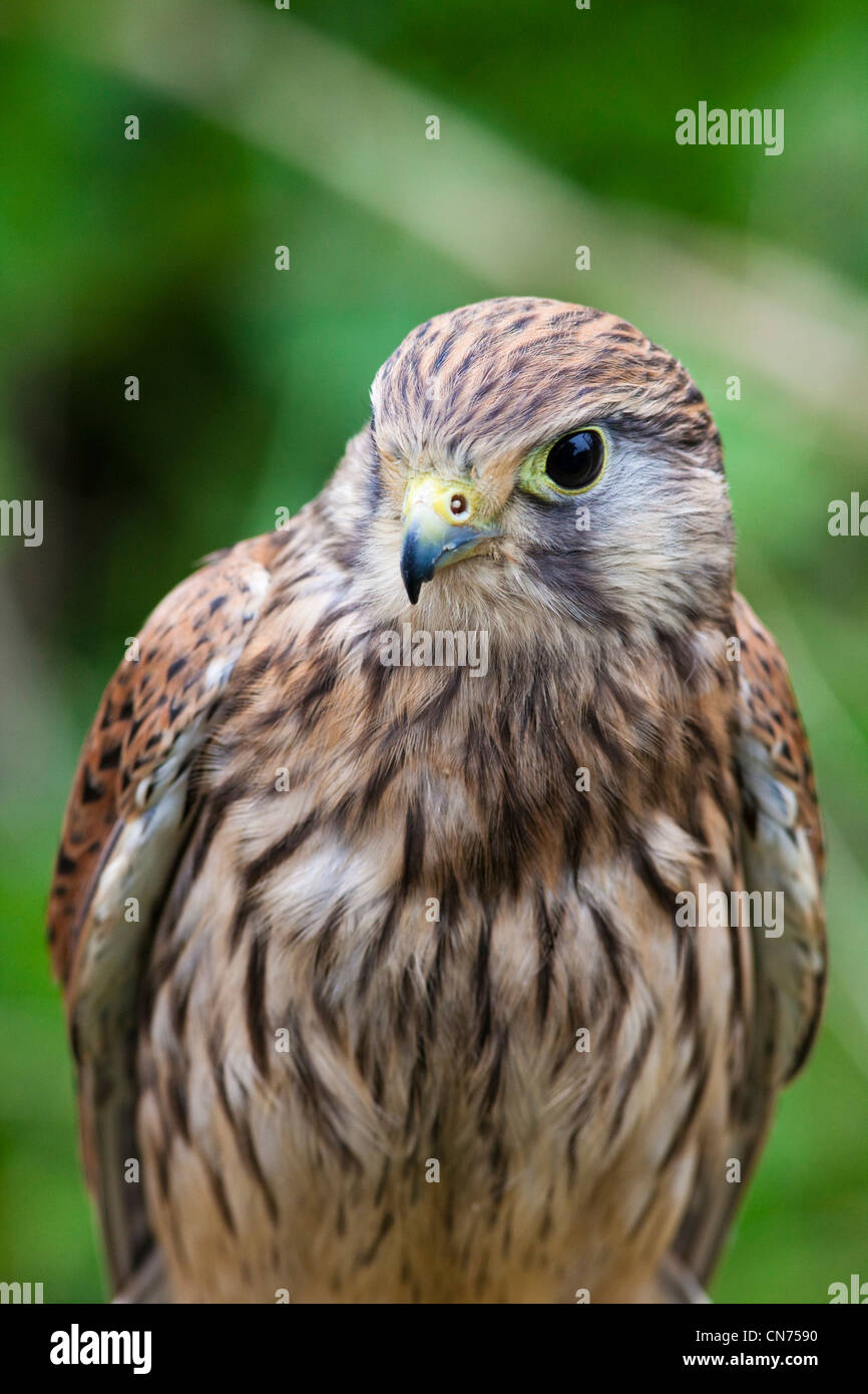 Common kestrel - Falco tinnunculus Stock Photo