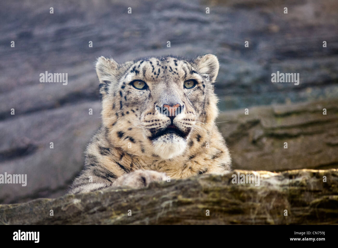 Snow leopard - Uncia uncia - resting Stock Photo