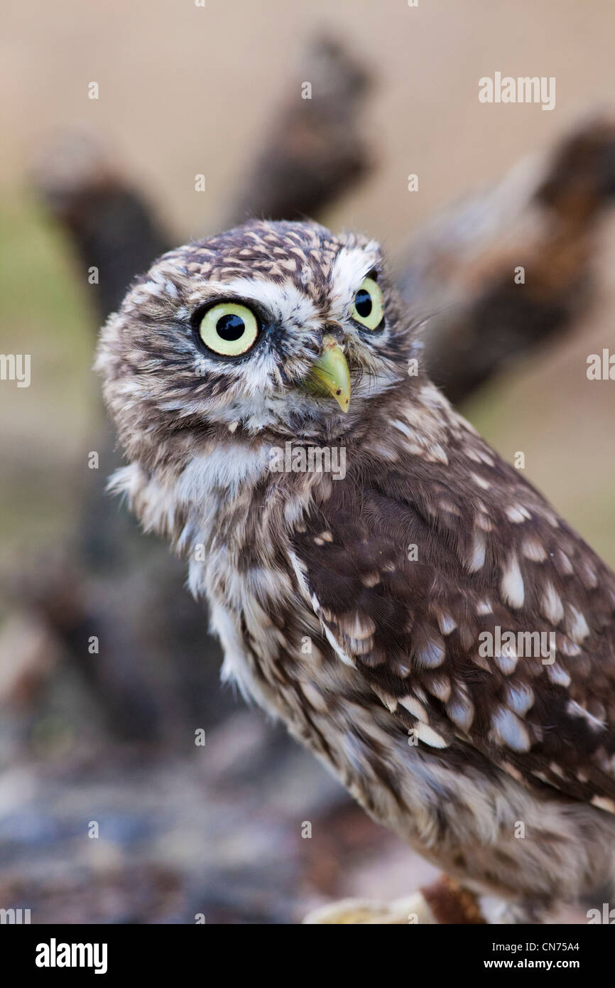 Little Owl - Athene noctua Stock Photo