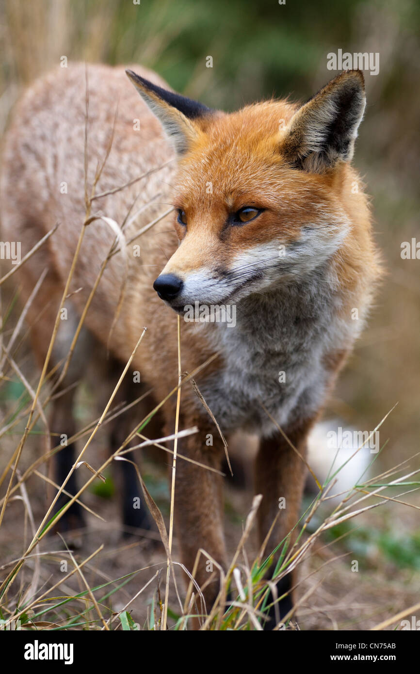 Fox - red fox close up - Vulpes vulpes, UK Stock Photo